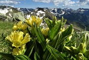 63 Genziana maggiore (Gentiana lutea)